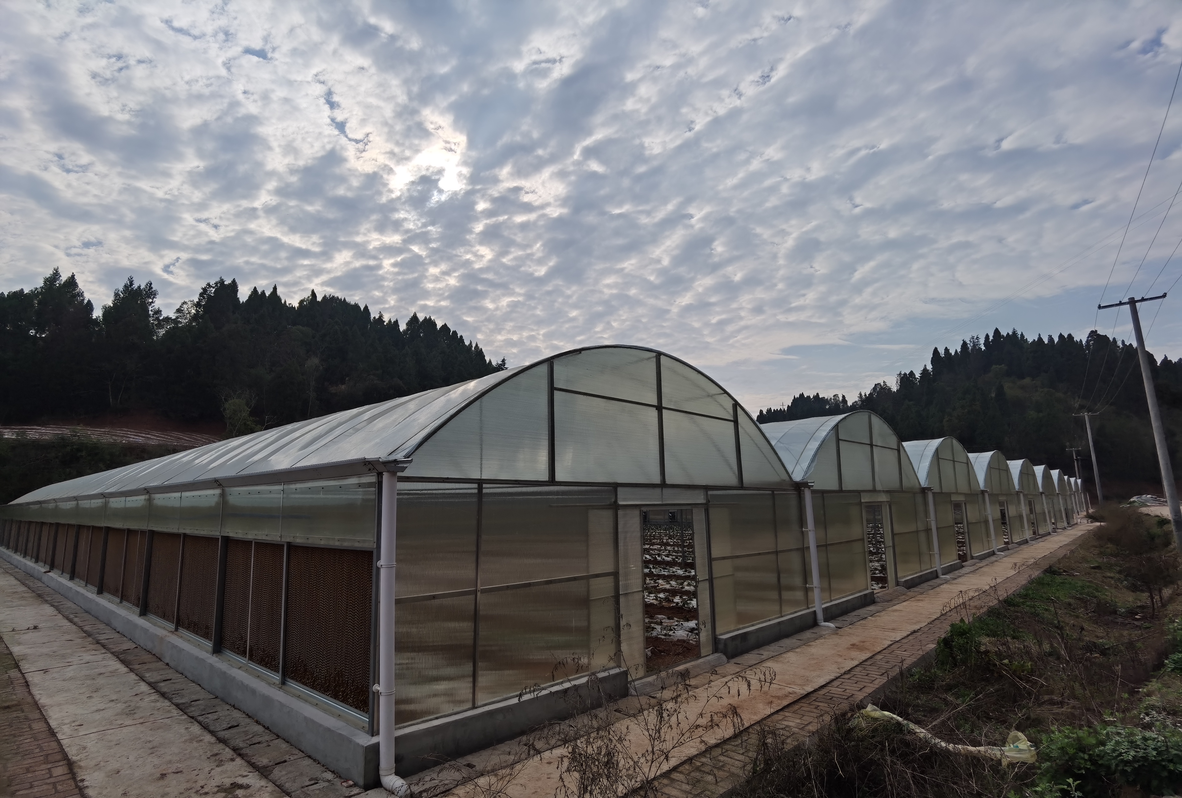 雁江宝台镇:深化院地合作 强化科技赋能 推动红薯产业全链条发展